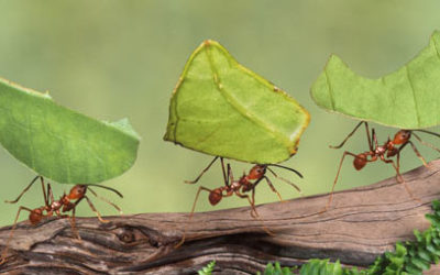 La Sardegna Compra Verde. Laboratori tecnici e marchio