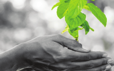 Acquistiamo in verde. Il Forum regionale GPP del Friuli Venezia Giulia