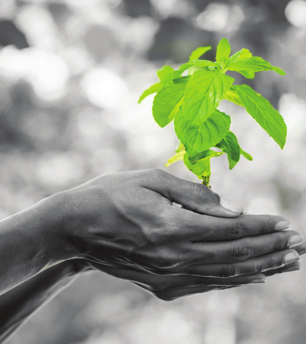Acquistiamo in verde. Il Forum regionale GPP del Friuli Venezia Giulia