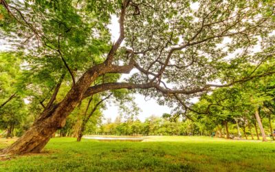 L’integrazione dei CAM per la riqualificazione del Parco Virgiliano