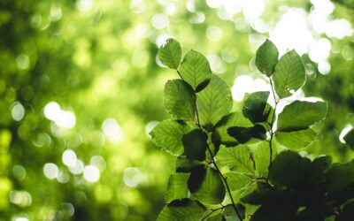 Scompaiono i Criteri Ambientali Minimi dai contratti pubblici? L’allarme dell’esperto