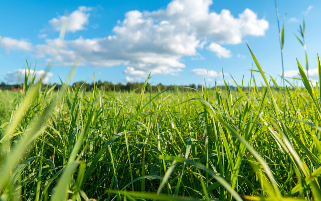 Acquisti Verdi: il GPP strumento di governance per la Transizione Ecologica della Regione Lazio
