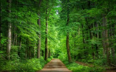 Il Vademecum DNSH, indicazioni operative  per i progetti pubblici PNRR