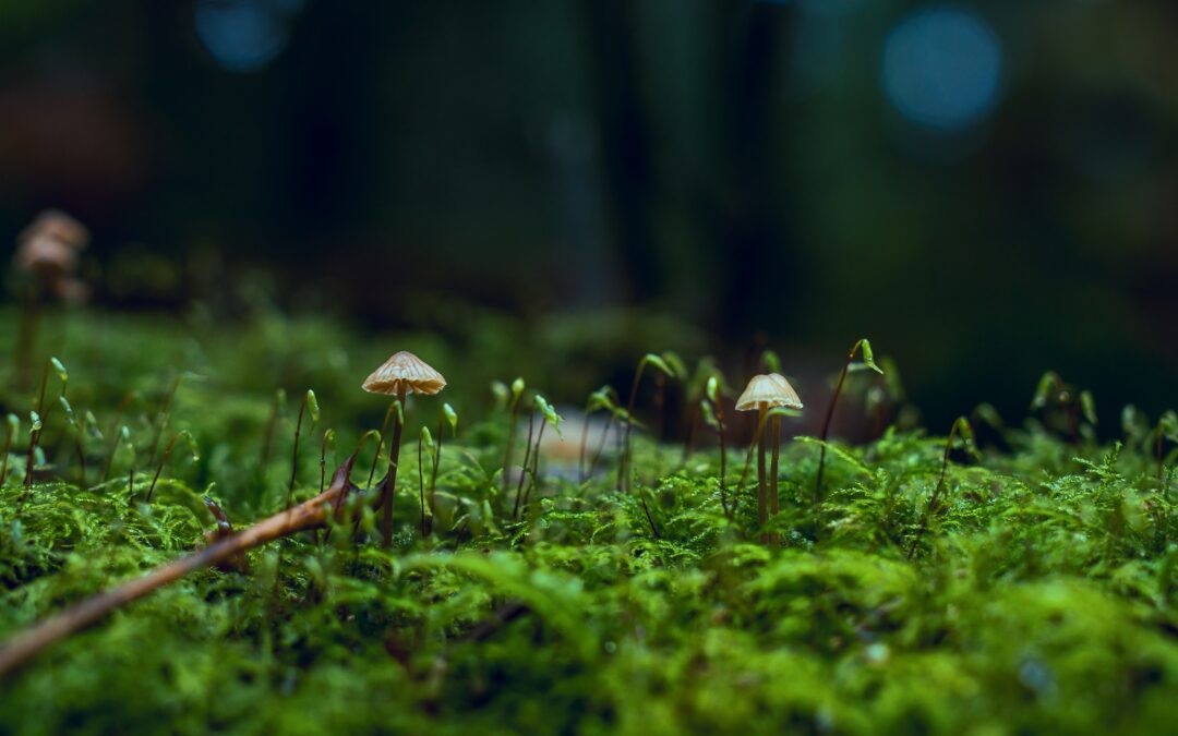 Progetto LIFE del mese” di febbraio 2023: il Ministero dell’Ambiente e della Sicurezza Energetica sceglie LIFE BIOREPEM