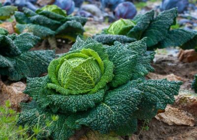 Sistemi alimentari sostenibili: a Roma il vertice Onu, in Europa SchoolFood4Change e BuyBetterFood