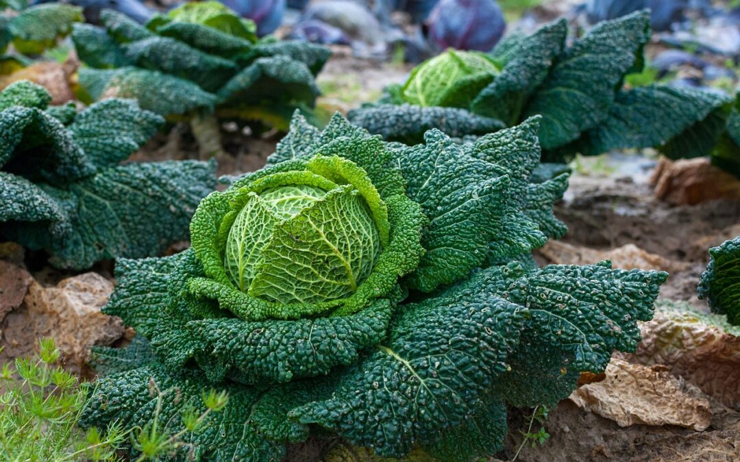 Food System Summit +2: the concrete actions with SchoolFood4Change and BuyBetterFood